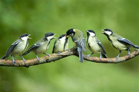 Maybe you would like to learn more about one of these? Les mésanges, compagnes de nos jardins