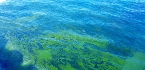 Algal Bloom In The Arabian Sea Stock Image Image Of Thanks Algae