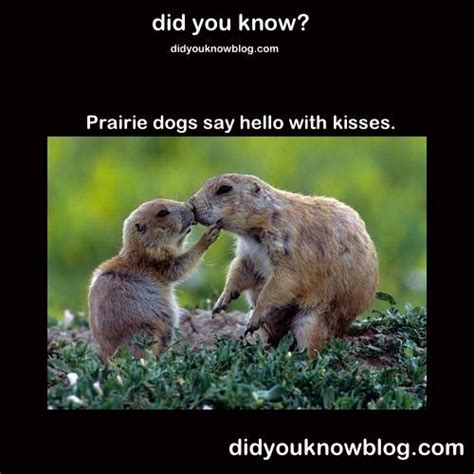 Pin By Jody Browne On Did You Know Animal Facts Fun