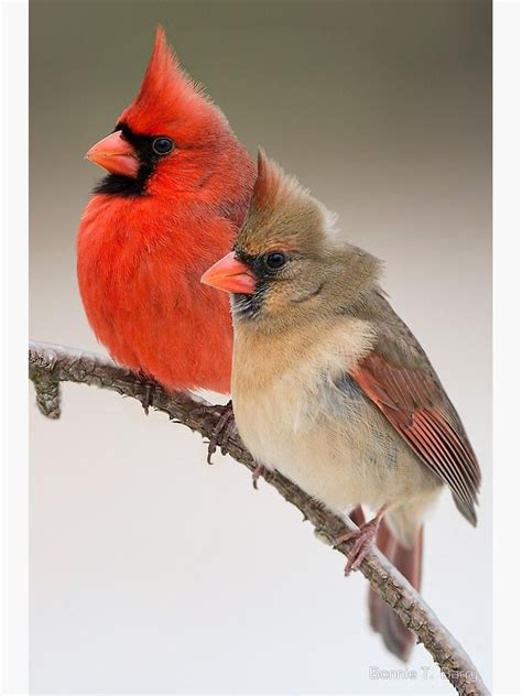 Northern Cardinal Pair On Pine Branch Photographic Print By Bonnie T