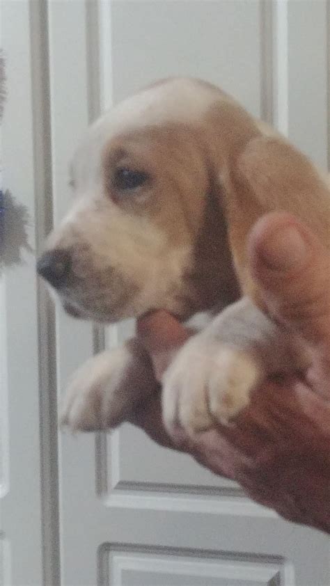 He opens the sliding door by himself to come in to the house. Basset Hound Puppies For Sale | Harrison, MI #308019