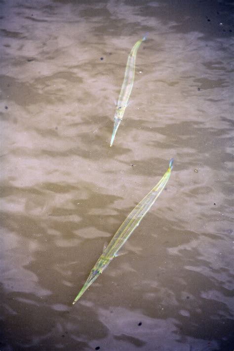 Two Needlefish Clippix Etc Educational Photos For Students And Teachers