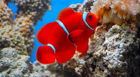 Fish maw — maw maw, n. Clownfish Facts; Habitat, Diet, Prey and Many More for ...