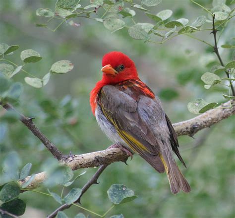 A Red And Gray Bird Sitting On Top Of A Tree Branch Next To Green Leaves