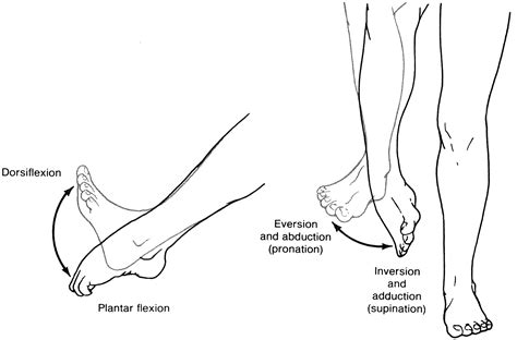 Lateral and medial processes of calcaneal tuberosity, and band of connective tissue connecti. Dorsiflexion And Plantarflexion 32653 | INFOBIT