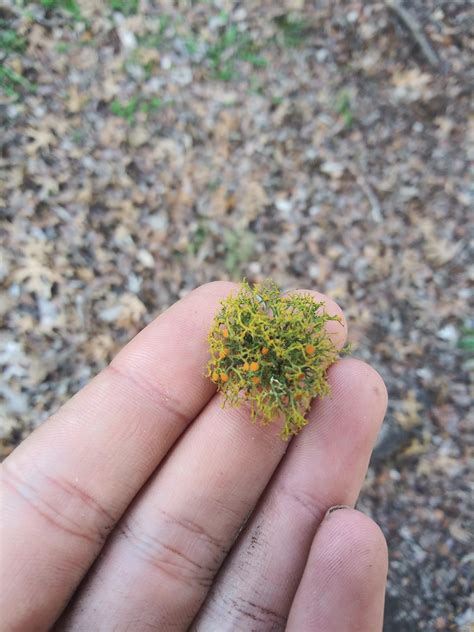 reindeer-moss-found-on-oak-leaf-litter-in-cedar-hill-tx-whatsthisplant