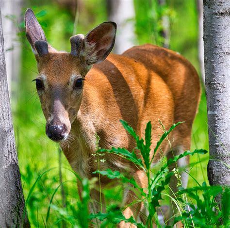 I2deerwhitetailbucksummere1a4228 Robert Sachowski Flickr