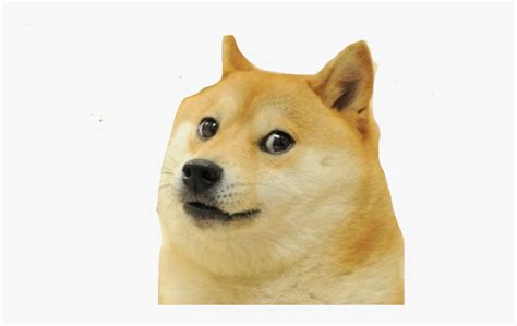 Doge Meme White Background Hd Png Download Transparent Png Image