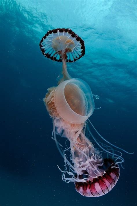 Teaming Up Two Compass Jellyfish Predating On A Crystal Jellyfish