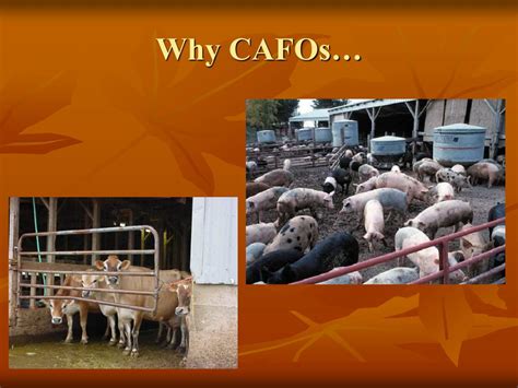 Ppt Southeast Concentrated Animal Feeding Operation Cafo Data