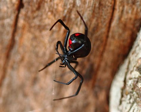 They are venomous (their toxins are proteins and work by being injected, not by being eaten). Black Widows Vs. Brown Recluse Spiders in NJ | ChemTec ...