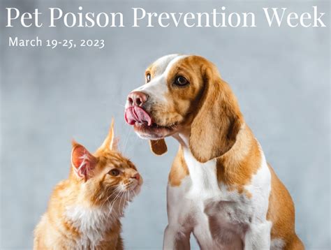 Pet Poison Prevention Animal Medical Center Of Ontario