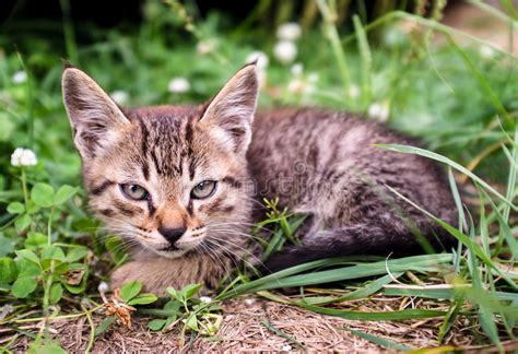 Kitten Sitting In The Grass Royalty Free Stock