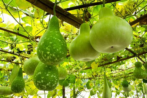Gourd Definition Types Examples Uses And Facts Britannica