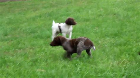 Find local german shorthaired pointer puppies for sale and dogs for adoption near you. German Shorthaired Pointer Puppies For Sale - YouTube