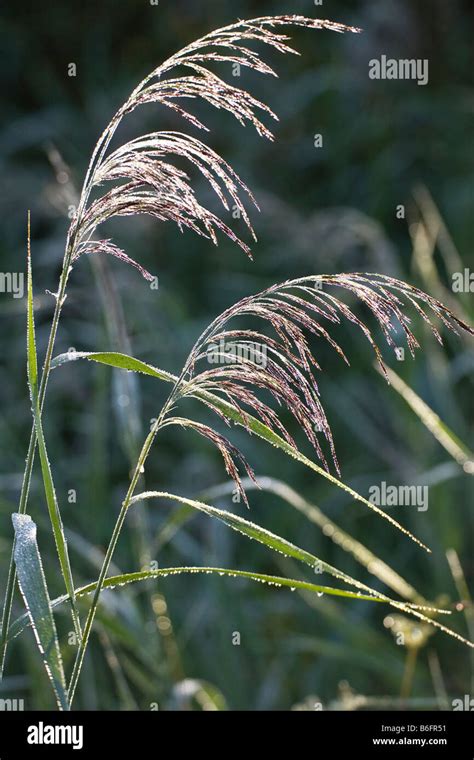 Common Reed Phragmites Australis Covered In Dew Bavaria Germany