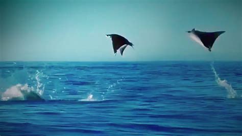 Hundreds Of Manta Rays Leap Into The Air Youtube