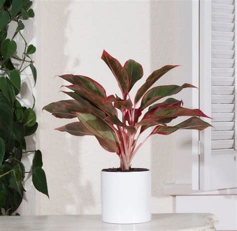 Wfh Inspiration The 10 Best Indoor Plants For Your Home Office