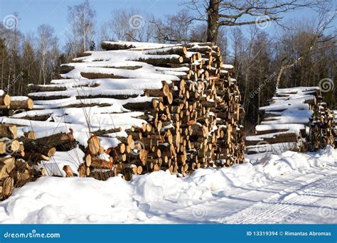 Piles Of Wood In Forest Stock Photo Image Of Forest 13319394