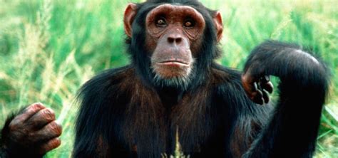 Mono Características Tipos De Monos Qué Comen Dónde Viven