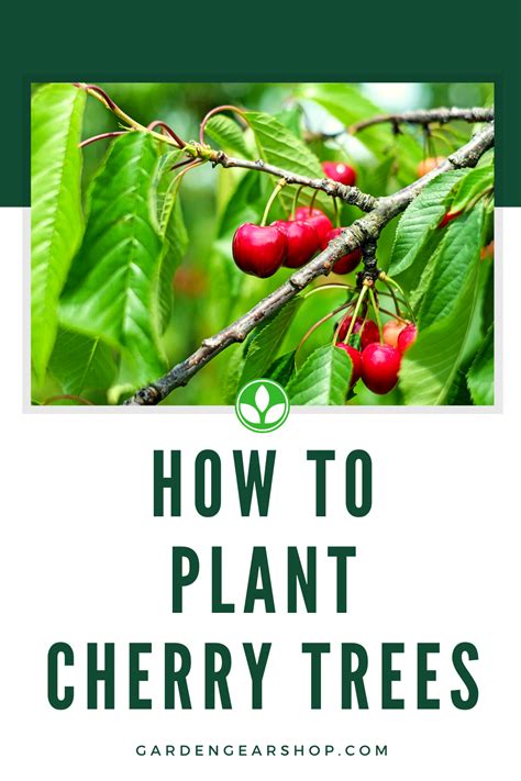 How To Plant Cherries How To Grow Cherries Cherry
