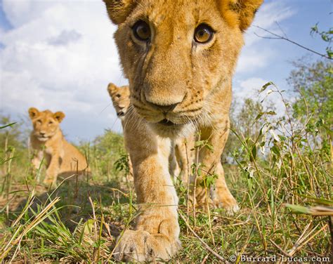Close Up Lion Cub Burrard Lucas Photography