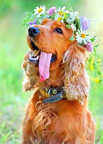 10 Dogs Who Couldnt Be More Delighted That Spring Is Here Realitypod