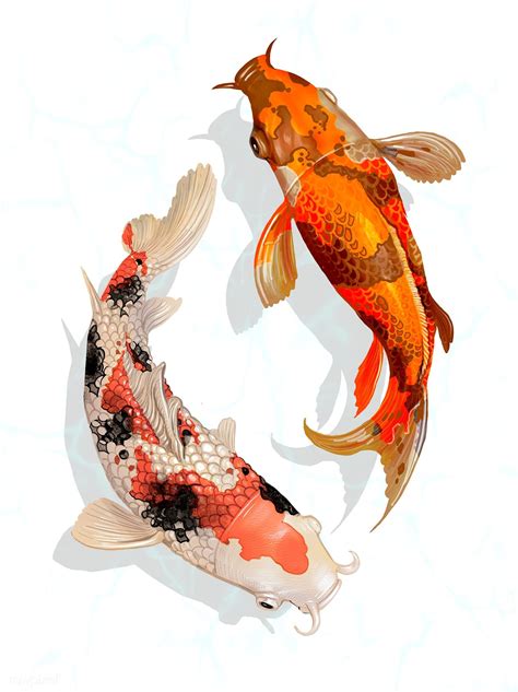 Two Japanese Koi Fish Swimming Premium Image By