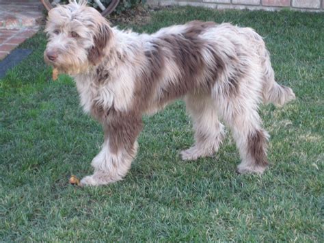 Runts are puppies born considerably smaller and weaker than others in a litter. Aussiedoodle Puppies - 2013- Aussiedoodle and Labradoodle ...