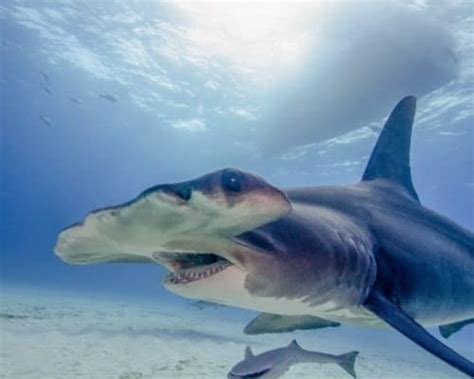 Hammerhead Shark Fish Facts Sphyrnidae A Z Animals