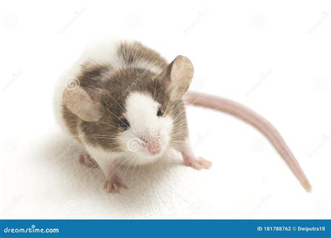 Gray Brown White Mouse Isolated On White Background Stock Photo Image