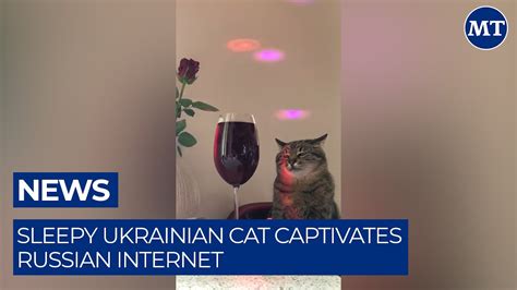 Sleepy Ukrainian Cat Captivates Russian Internet The Moscow Times Youtube