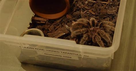 Chilean Rose Haired Tarantula Album On Imgur