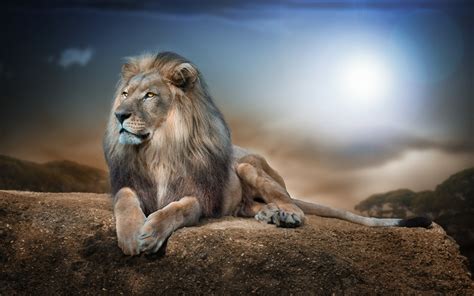 Top K Desktop Wallpaper Lion You Can Save It Free Aesthetic Arena