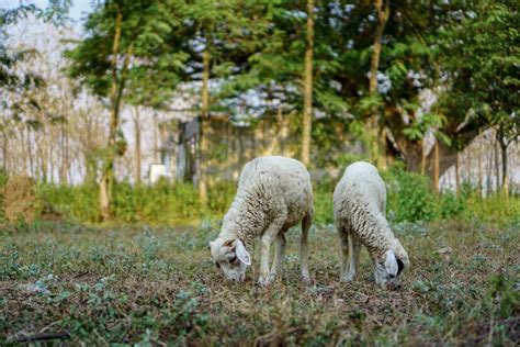 Premium Photo Domestic Sheep Ovis Aries Are Quadrupedal Ruminant