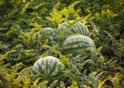 A Day On The Farm Near Greensboro Our State How To Grow Watermelon