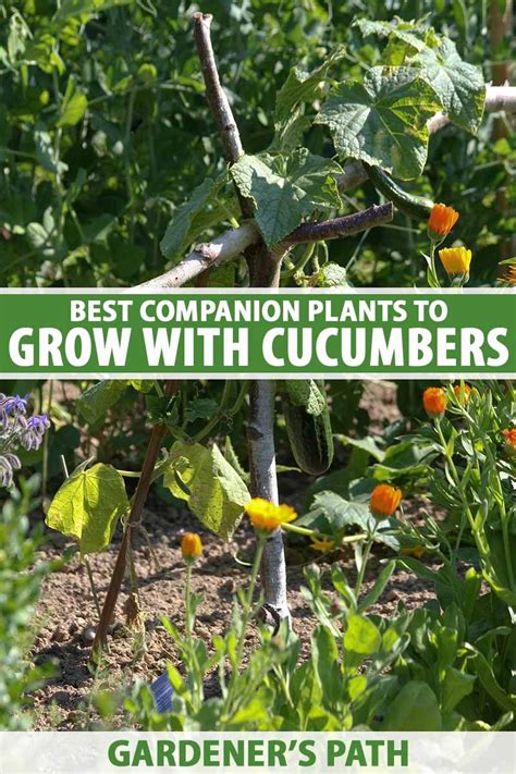 Best Companion Plants For Peas That Will Boost Your Garden Yield