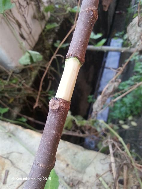 Dengan cara ini juga ia nya akan mengeluarkan buah dalam masa yang singkat. mengetut pokok tin