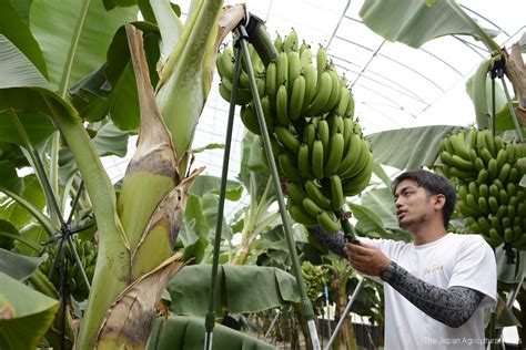 Japan Made Bananas Attracting Attention With Development Of Nontropical