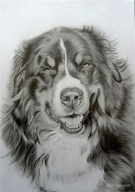 Bernese Mountain Dog Drawing By Rianns Art