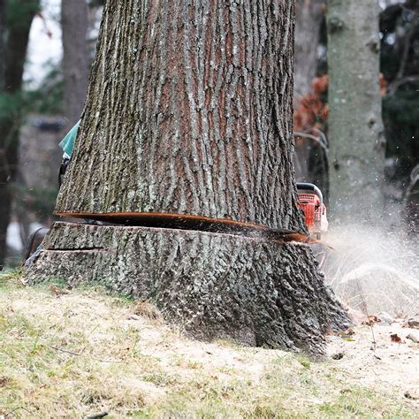 Tree removal cost ranges from $450 to $1,250 with the avg being $871. Cost of Tree Removal | Elite Tree Care