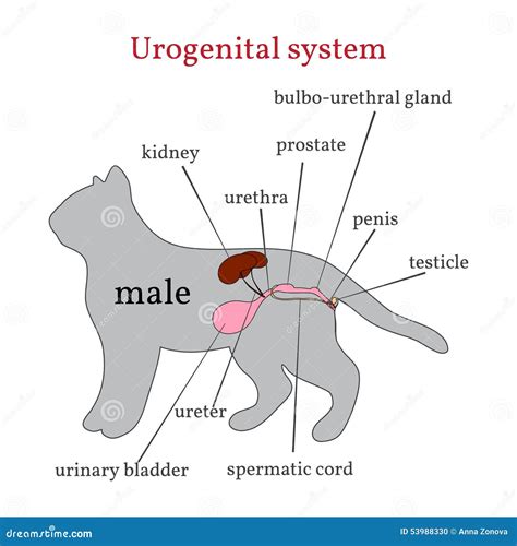 Sistema Urogenital Do Gato Masculino Ilustração Do Vetor Ilustração