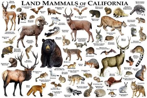 Mammals Of California Poster Print California Mammals Field Etsy