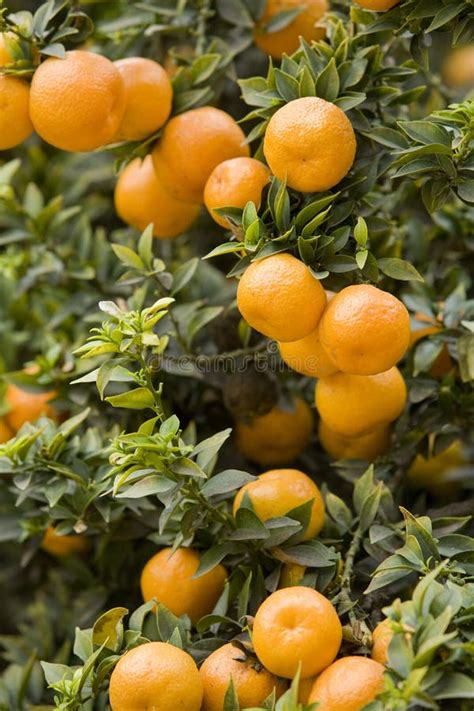 Orange Grove 5 Stock Photo Image Of Citrus Chinotto 4718868
