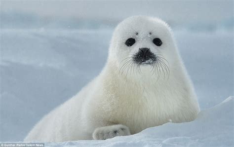 There's a field of 180 antenna (eventually there will be 360), that produce a radio frequency energy; Gunther Riehle photographs Harp seals in Canada as they ...
