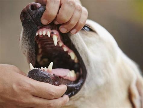 Oral Tumors In Dogs Oral Tumors In Cats Petmd