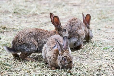 Domestic Rabbit On The Farm Domestic Habitat Stock Image Image Of