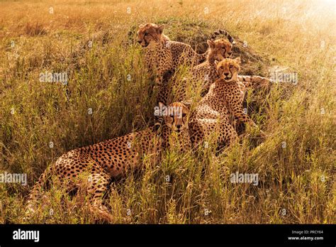Group Of Leopards Resting In Bushes In Serengeti National Park In