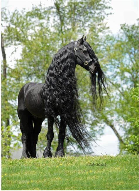 kfps royal friesian horse land  horse