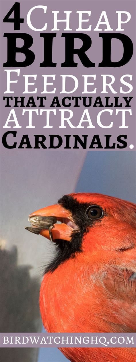 The 5 Best Bird Feeders For Cardinals That Work In 2022 Best Bird